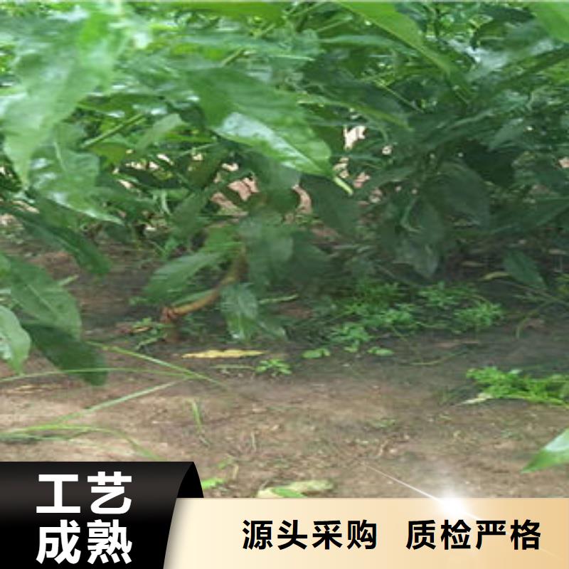 桃树苗-板栗苗厂家售后完善