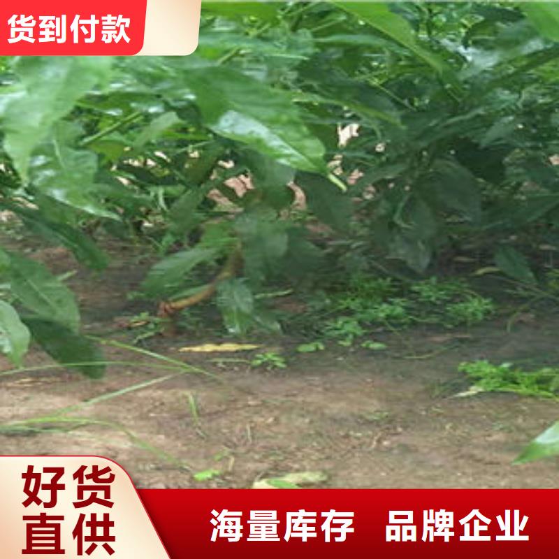 【桃树苗】板栗苗生产经验丰富