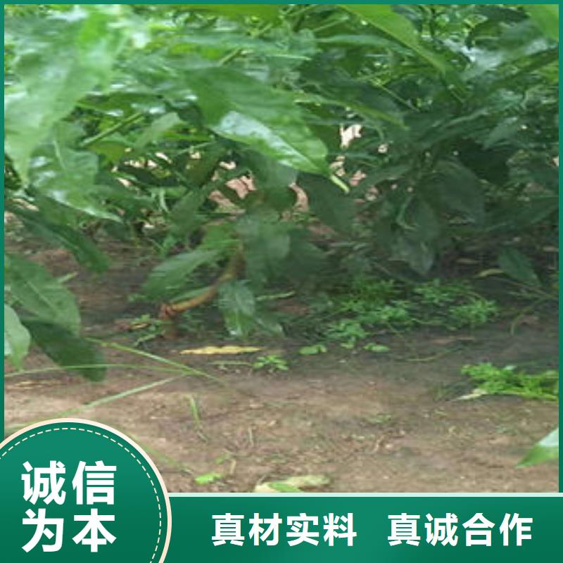 【桃树苗】李子苗放心得选择