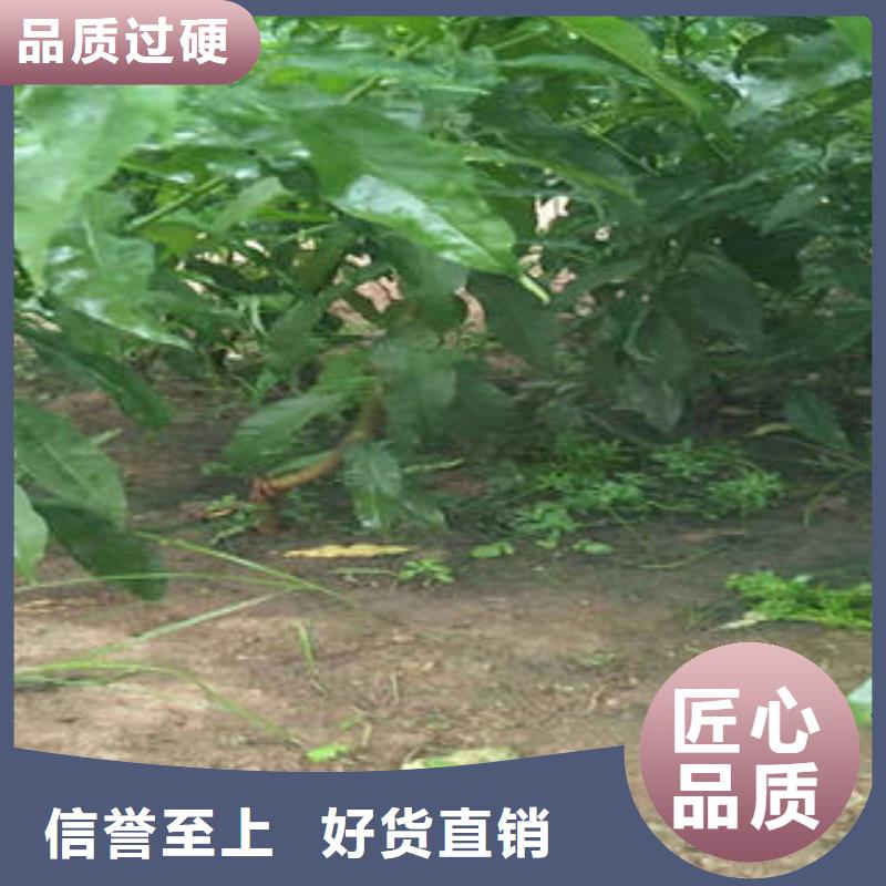 桃树苗山楂苗厂家实力雄厚