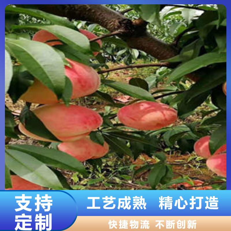 【桃树苗】李子苗放心得选择