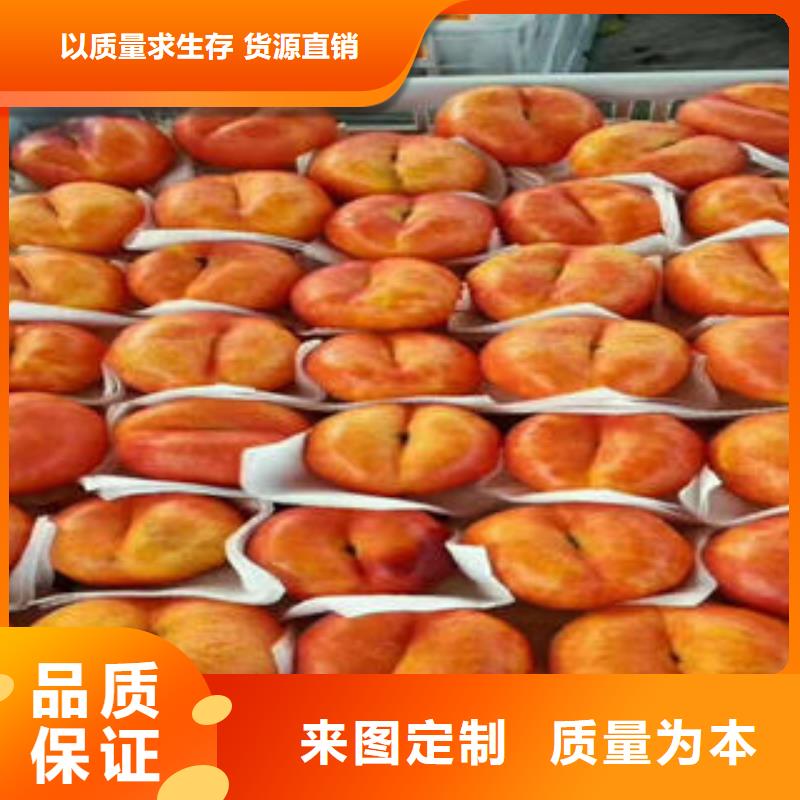 桃树苗库存量大