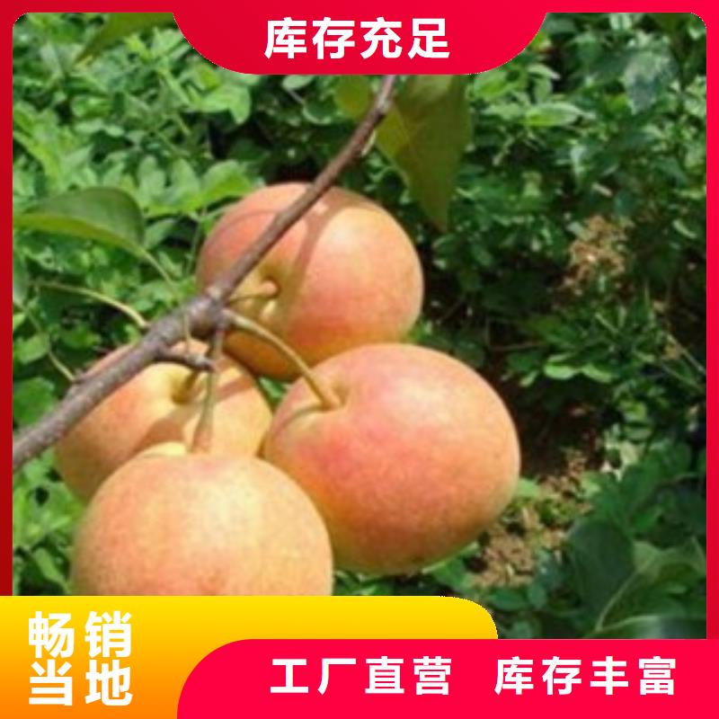 梨树苗蓝莓苗优良材质