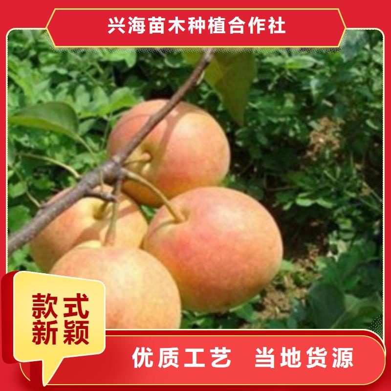 梨树苗蓝莓苗价格低