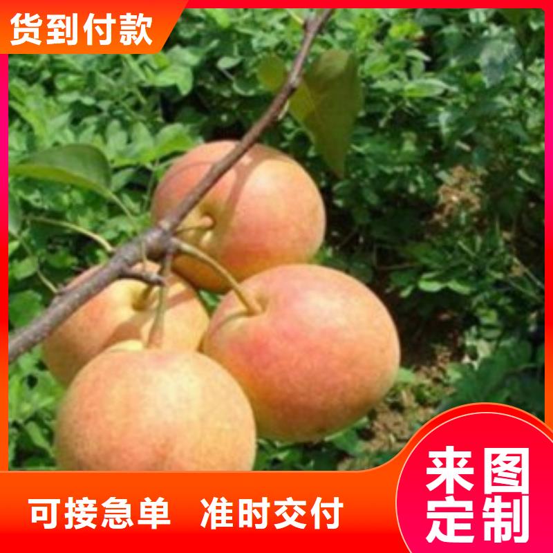 【梨树苗】板栗苗好产品放心购