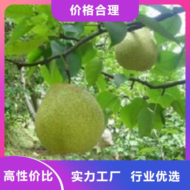 【梨树苗】板栗苗好产品放心购