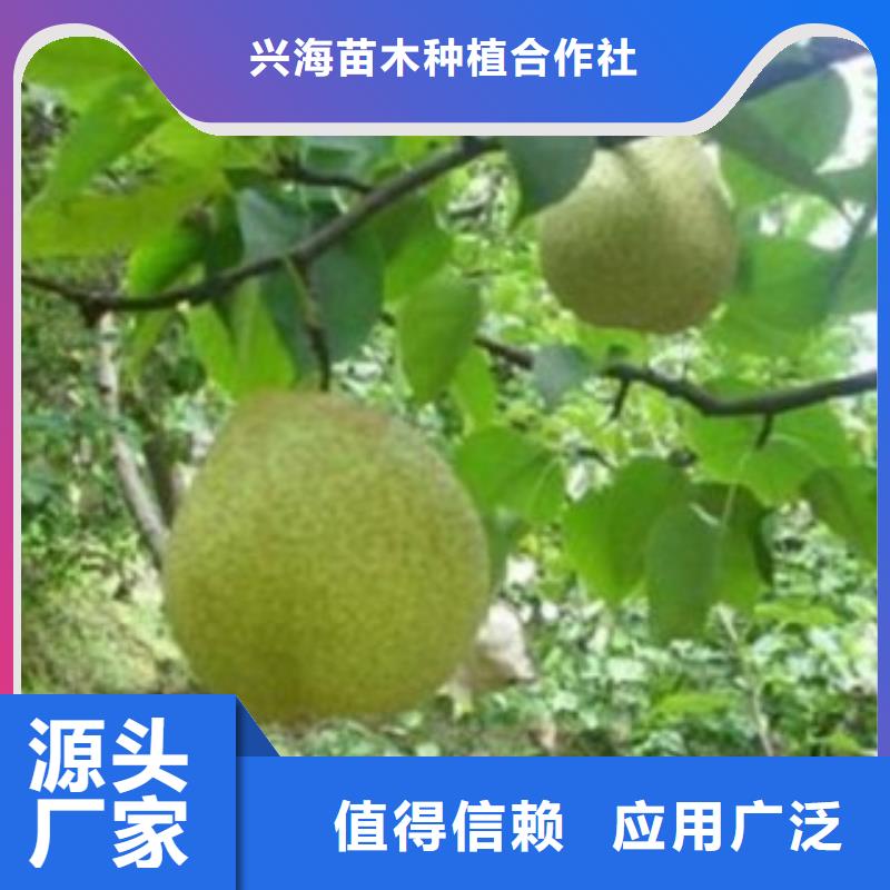 梨树苗蓝莓苗价格低