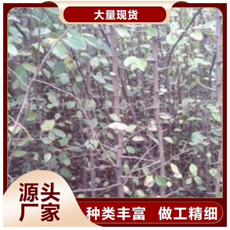 梨树苗桃树苗做工精细