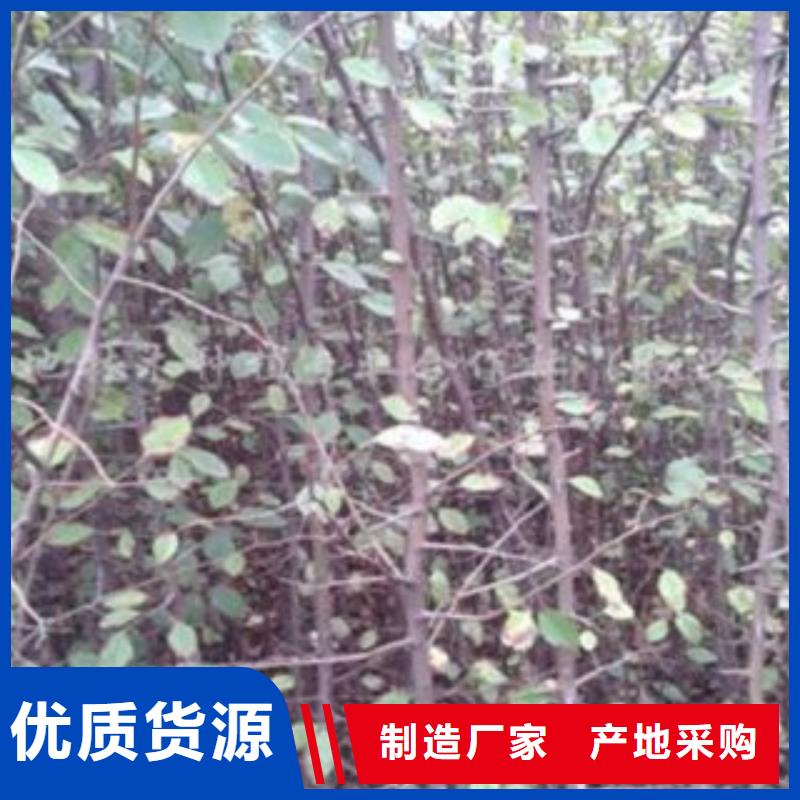 梨树苗核桃苗专业生产厂家