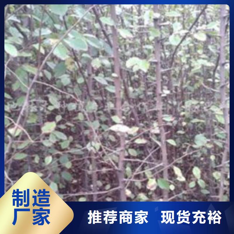 梨树苗蓝莓苗优良材质