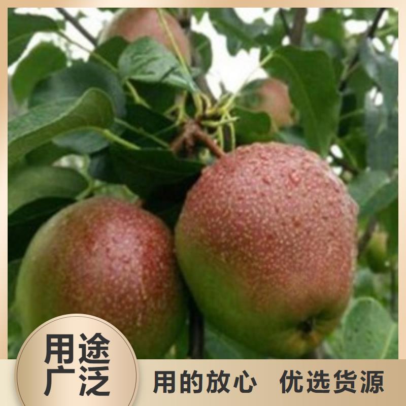 梨树苗花椒苗多年厂家可靠