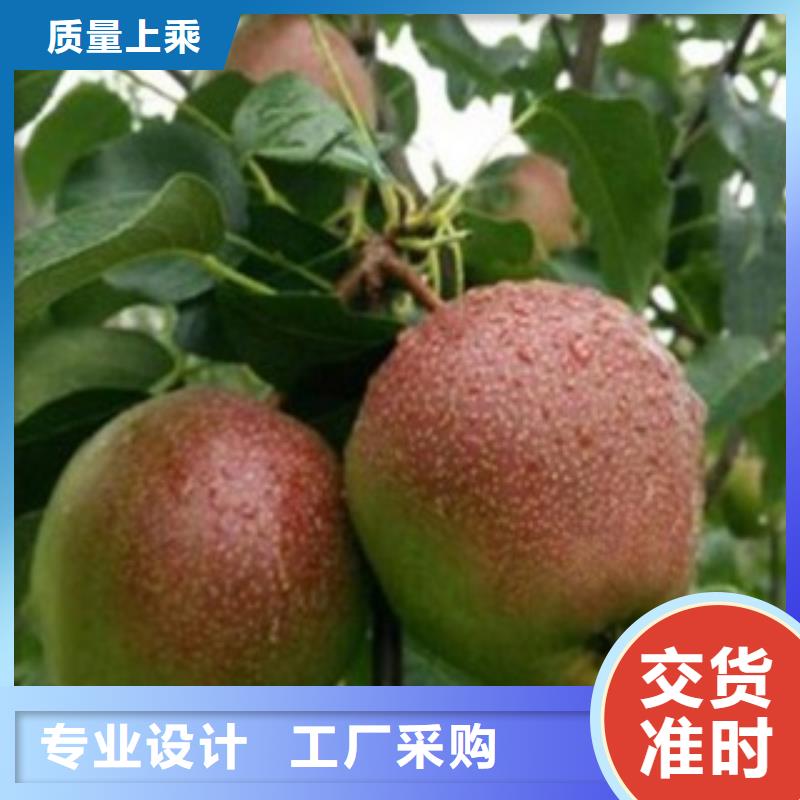 【梨树苗】蓝莓苗货源稳定