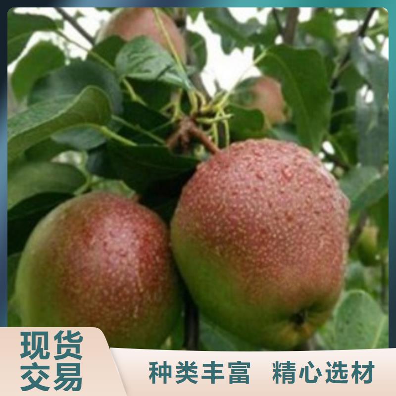 梨树苗_桃树苗专注质量