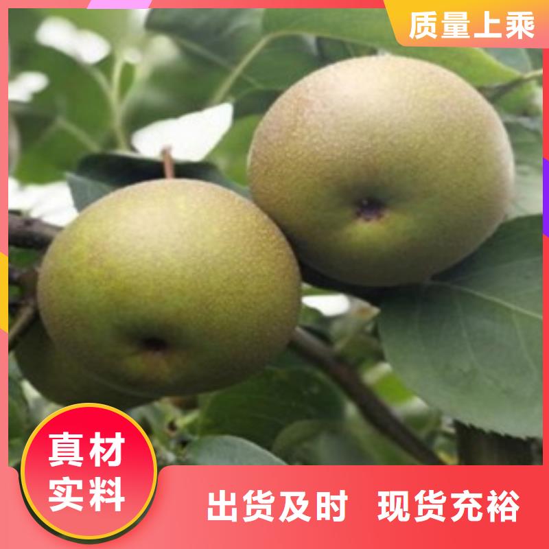 梨树苗花椒苗多年厂家可靠