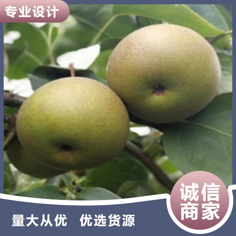 梨树苗_桃树苗专注质量