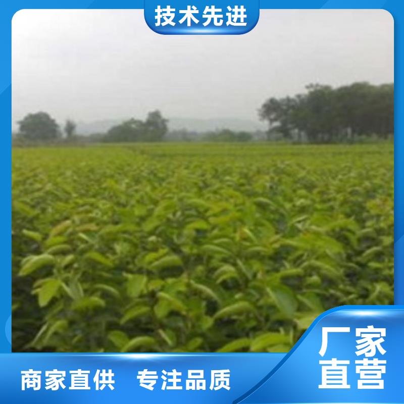 梨树苗【桃树苗】应用范围广泛