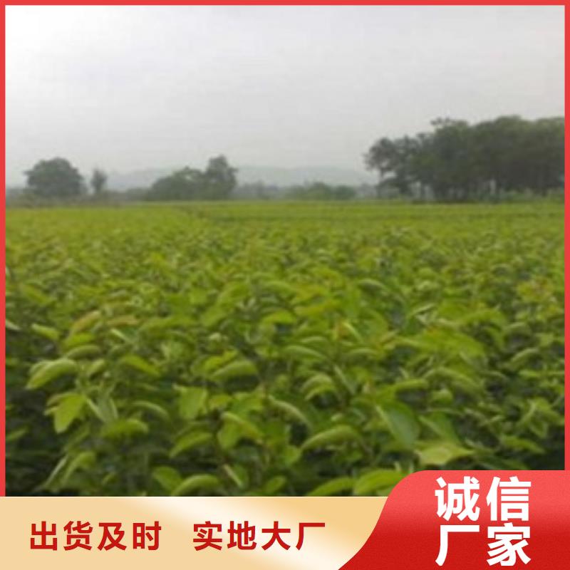 梨树苗花椒苗多年厂家可靠