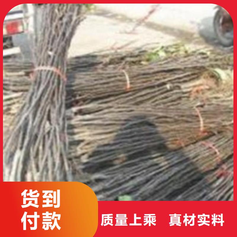 梨树苗核桃苗专业生产厂家
