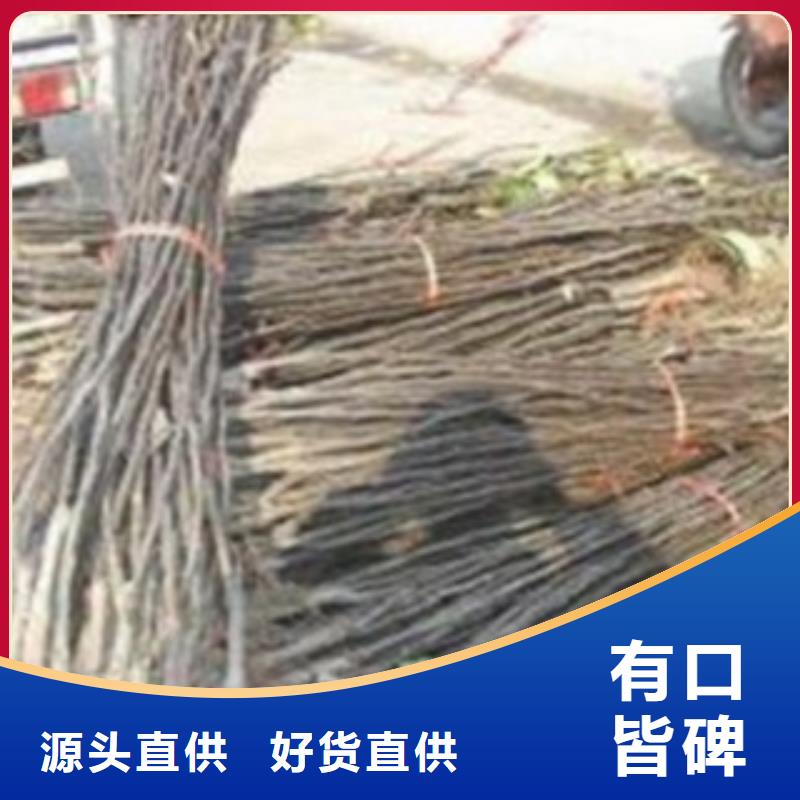 梨树苗【板栗苗】价格地道