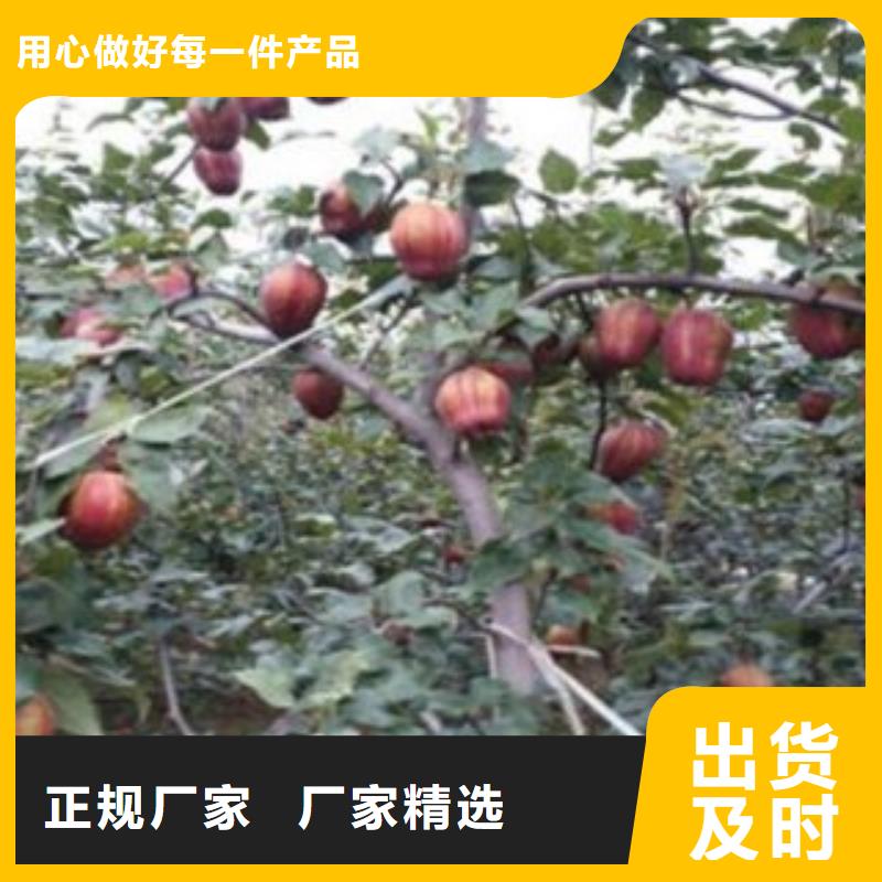 梨树苗-蓝莓苗源头厂家来图定制