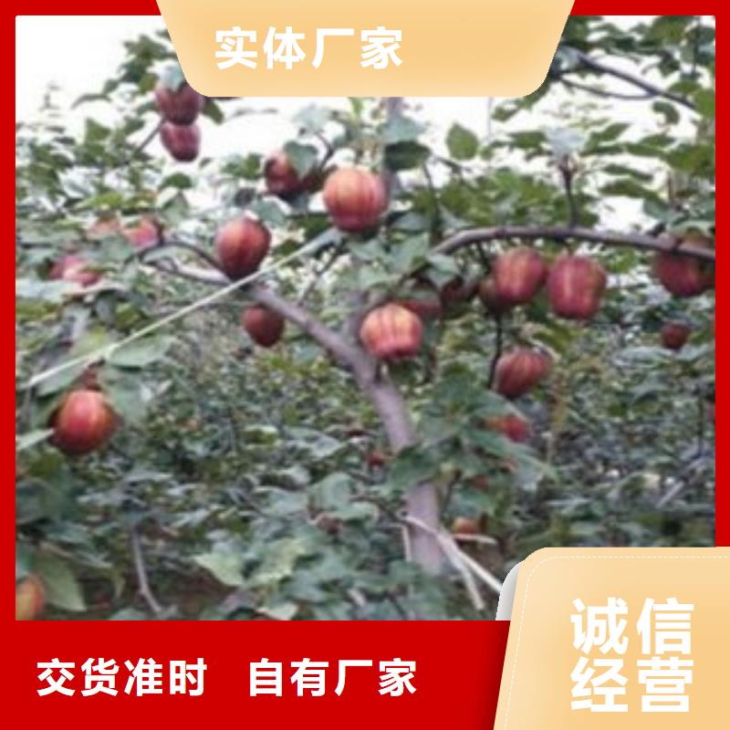 梨树苗板栗苗价格实惠工厂直供