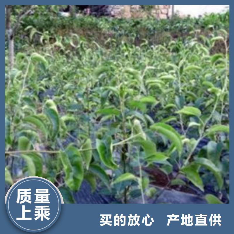 梨树苗核桃苗供应商