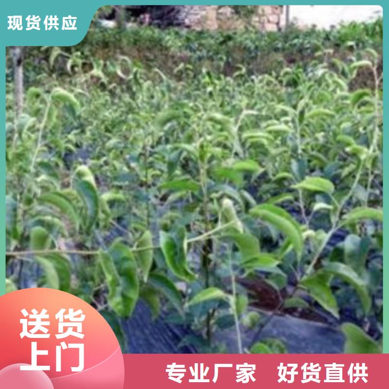 梨树苗桃树苗型号齐全