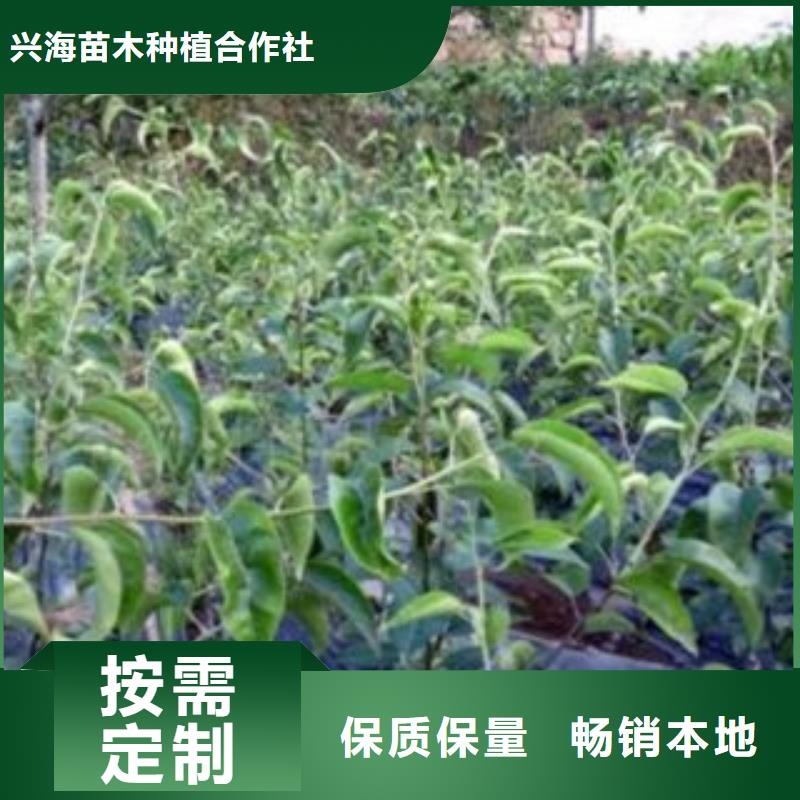 梨树苗核桃苗海量库存