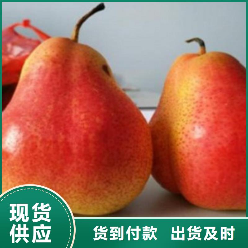 梨树苗【李子苗】品质服务诚信为本