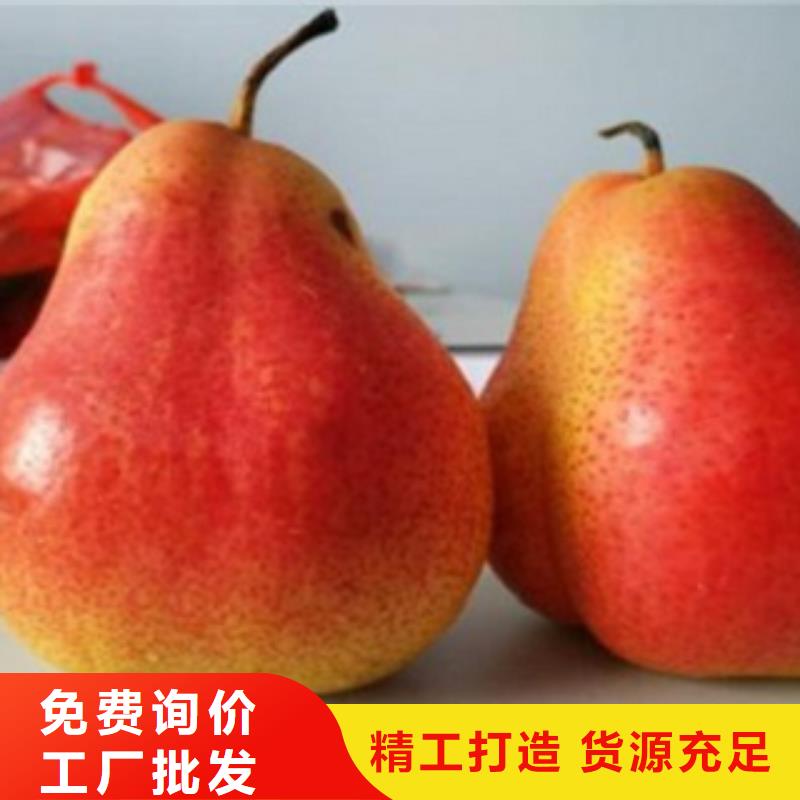 梨树苗板栗苗价格实惠工厂直供