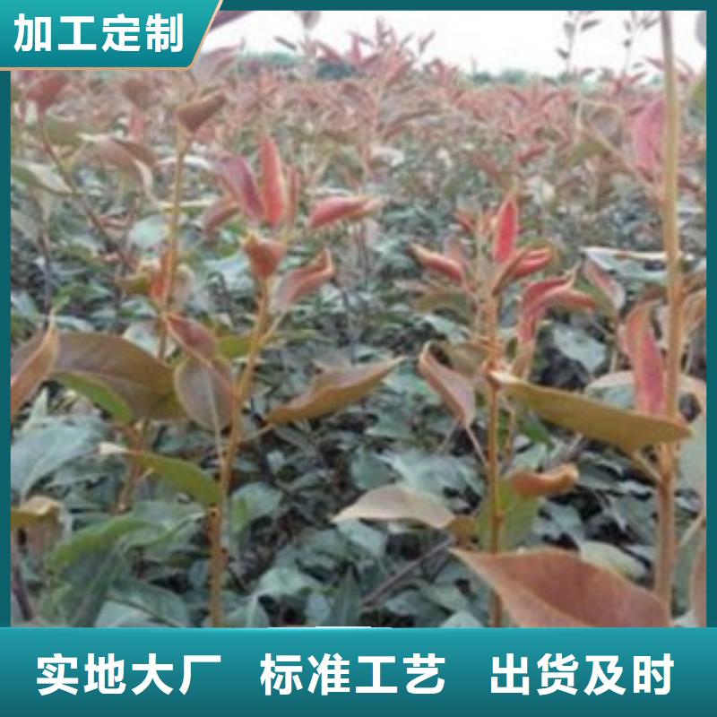 梨树苗-蓝莓苗源头厂家来图定制