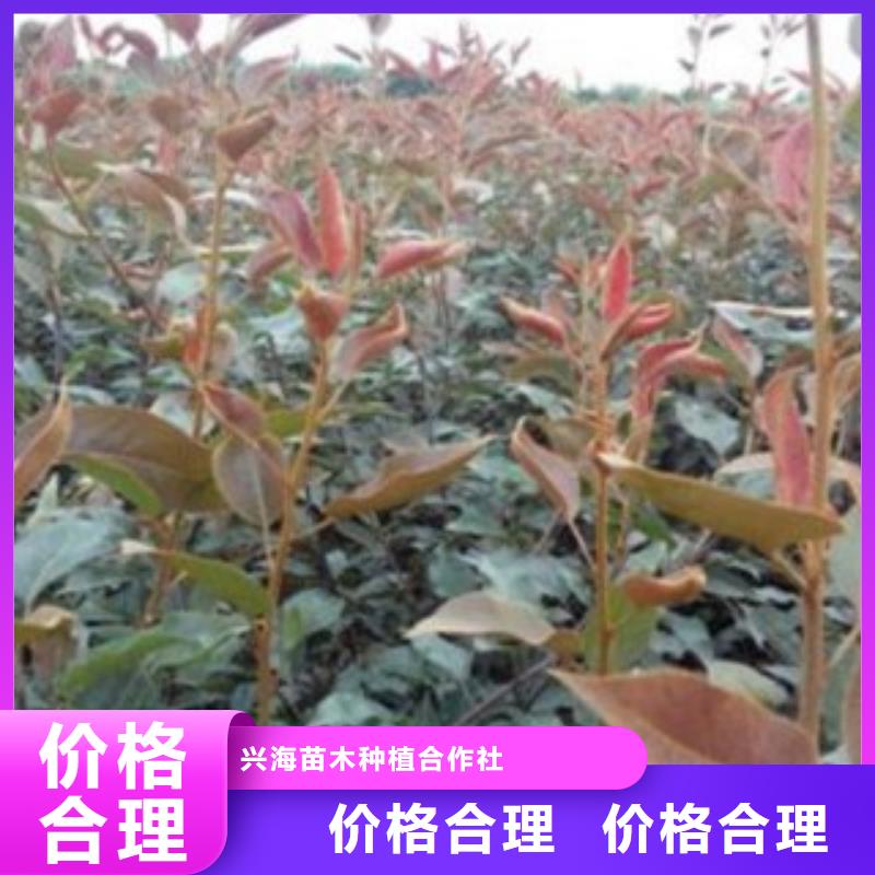梨树苗_桃树苗专注质量