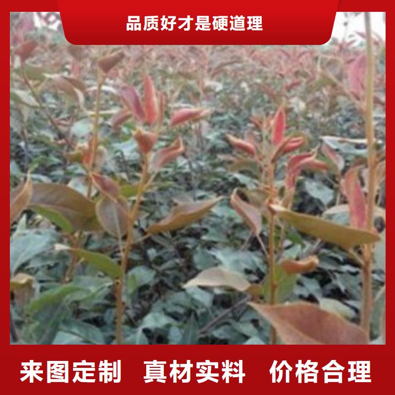 梨树苗产地厂家直销