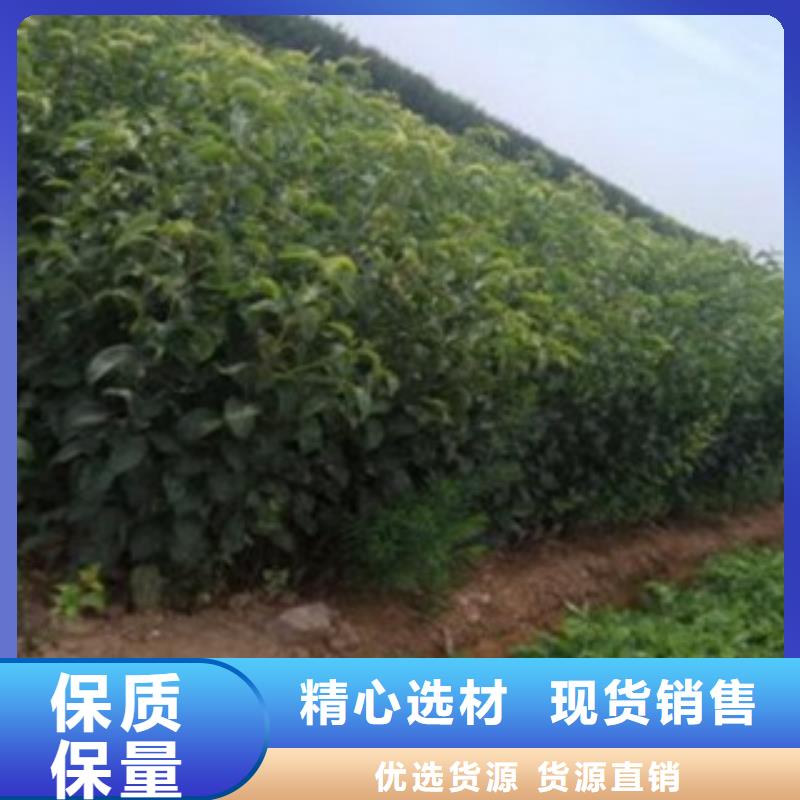 梨树苗蓝莓苗优良材质