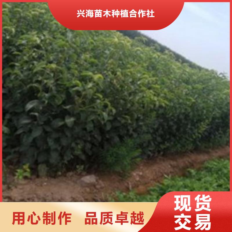 梨树苗【山楂苗】当地厂家值得信赖