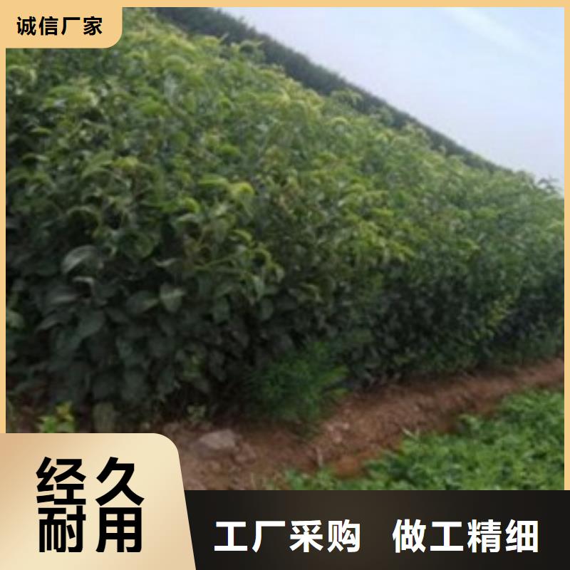 【梨树苗】蓝莓苗货源稳定