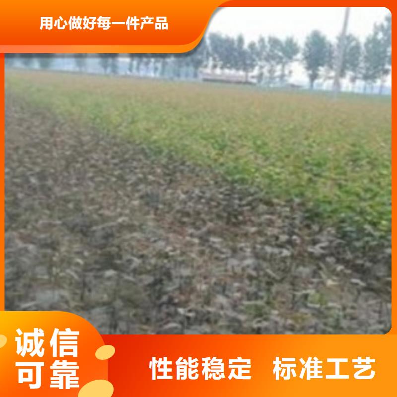 梨树苗板栗苗工艺层层把关