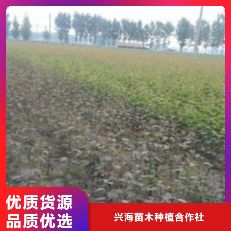 【梨树苗】-花椒苗质量层层把关
