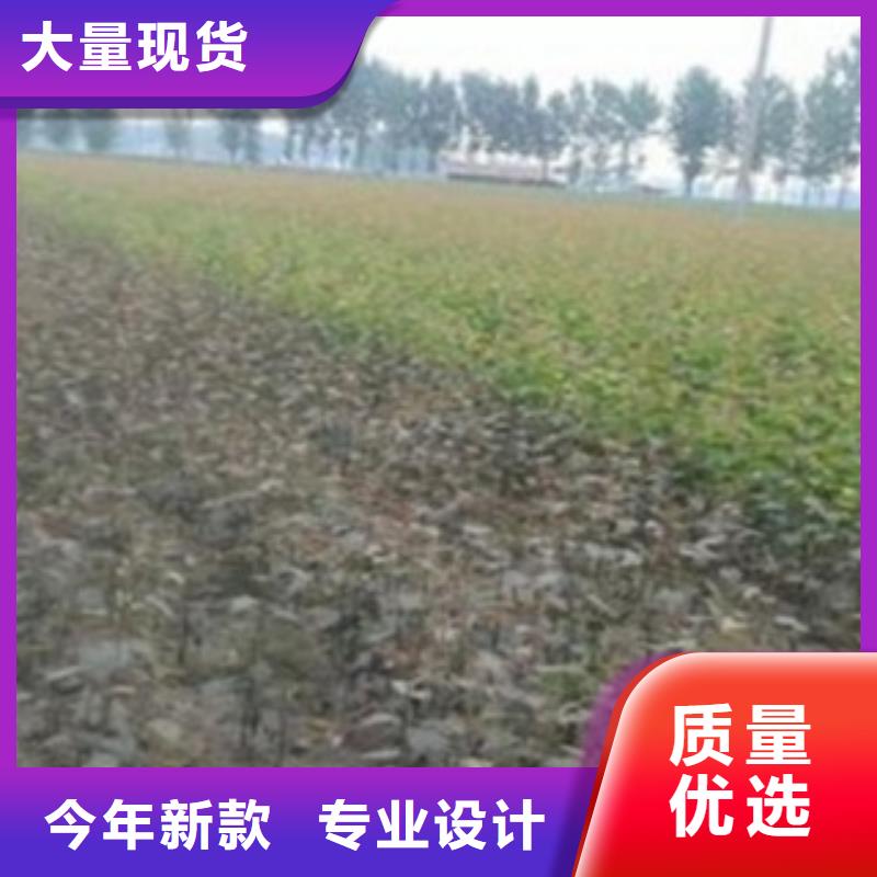 梨树苗产地厂家直销
