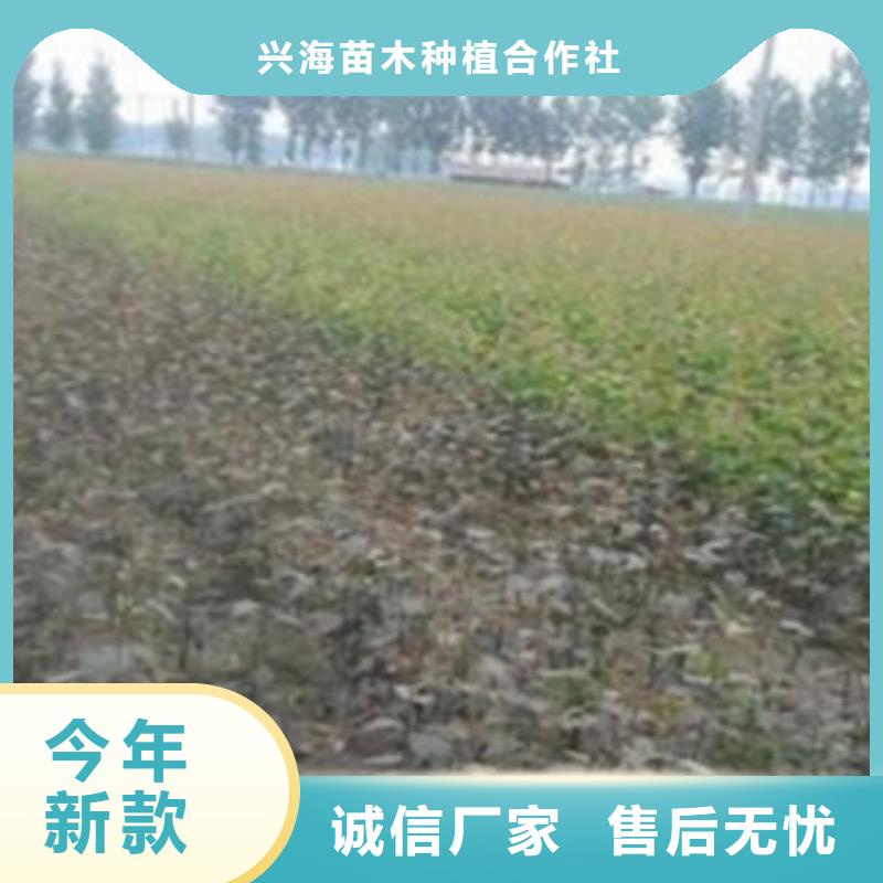 梨树苗-桃树苗正规厂家