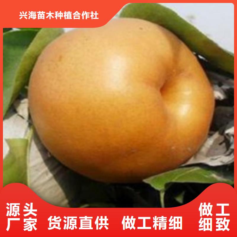 梨树苗产地厂家直销