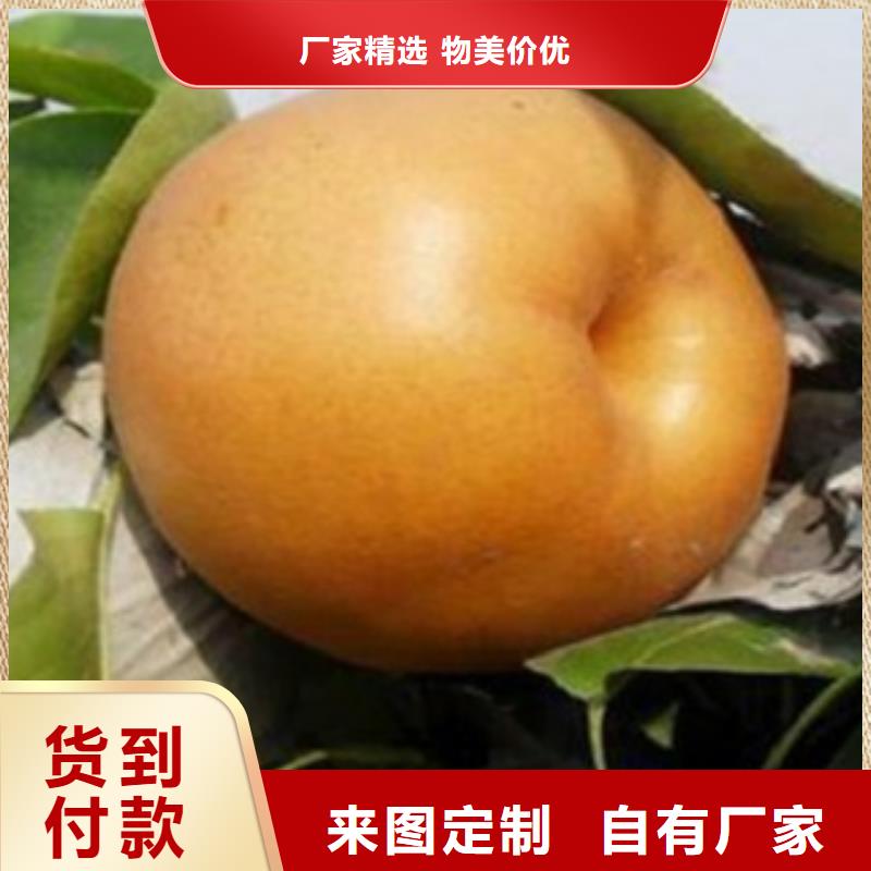 梨树苗板栗苗源头直供