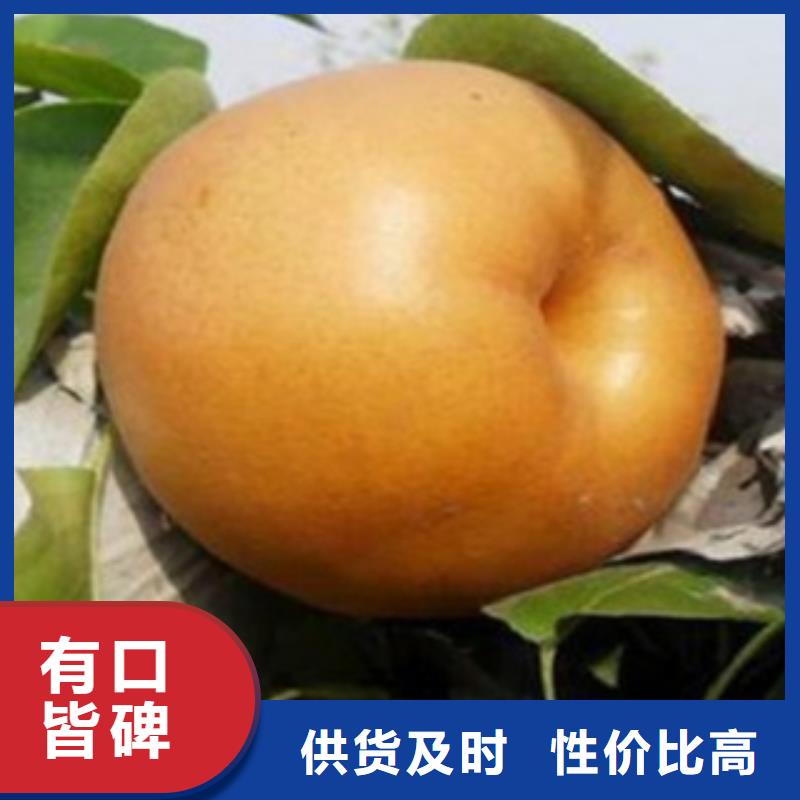 【梨树苗】板栗苗好产品放心购