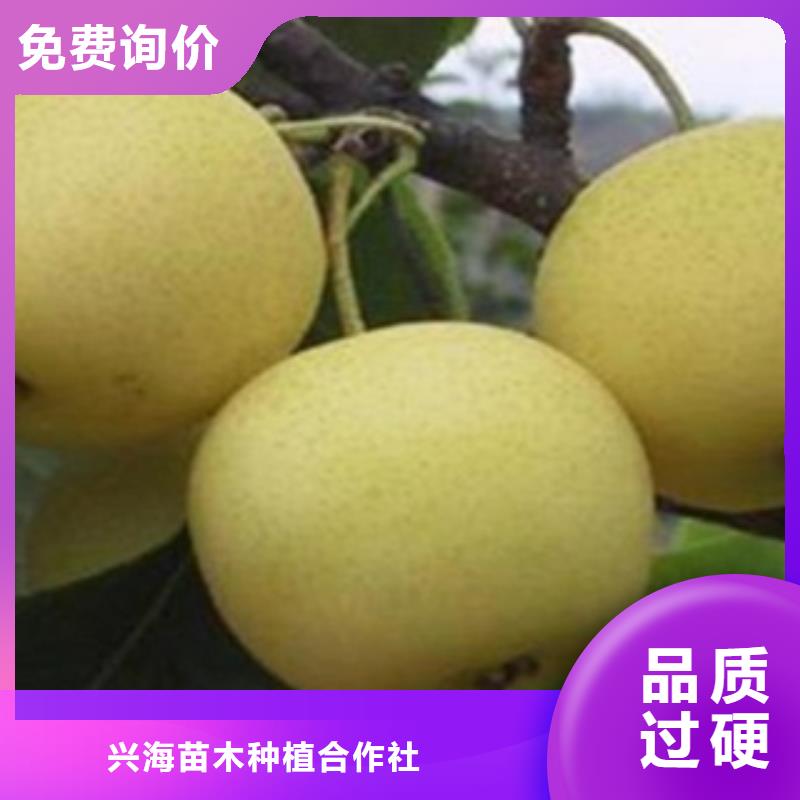 梨树苗核桃苗专业生产厂家