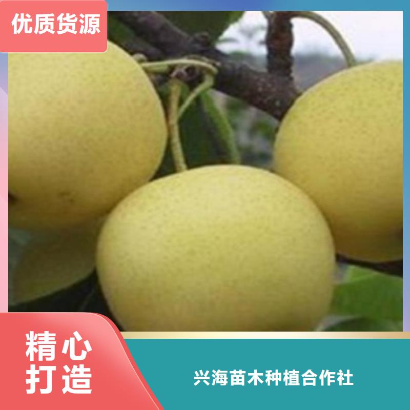 【梨树苗】板栗苗好产品放心购