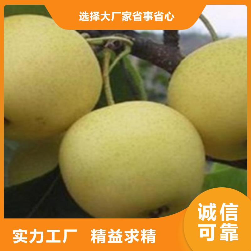 梨树苗核桃苗供应商