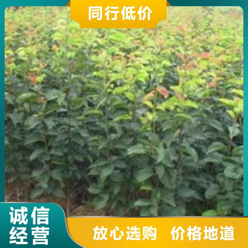 梨树苗李子苗生产经验丰富