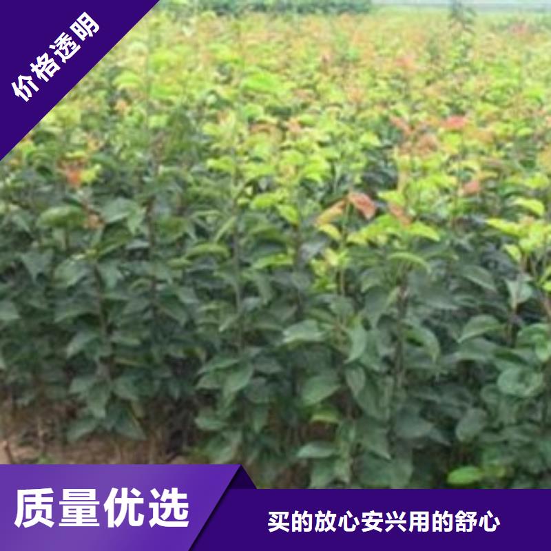 【梨树苗】_板栗苗真正的源头厂家