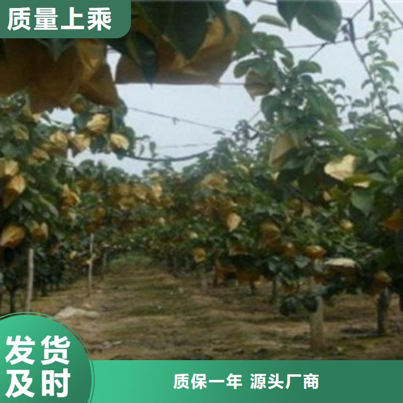 【梨树苗】板栗苗好产品放心购