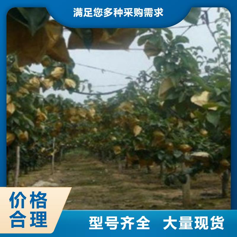 梨树苗花椒苗多年厂家可靠